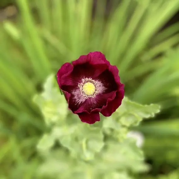 Papaver Black Single