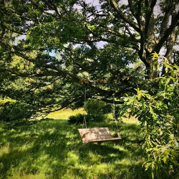 Swing seat hanging from a nearby oak tree. Garden designed by Carolyn Grohmann