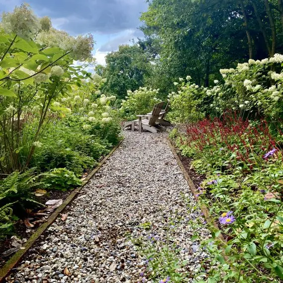 Gravel path lined with Hydrangeas