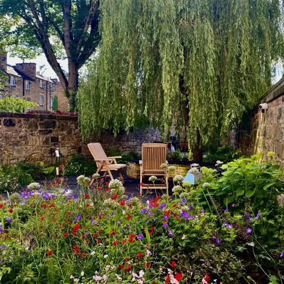 Herbaceous planting and weeping willow