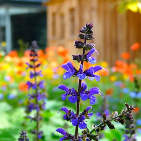 Salvia nemerosa Caradonna