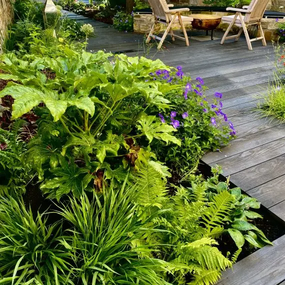 Evergreen planting and Millboard decking