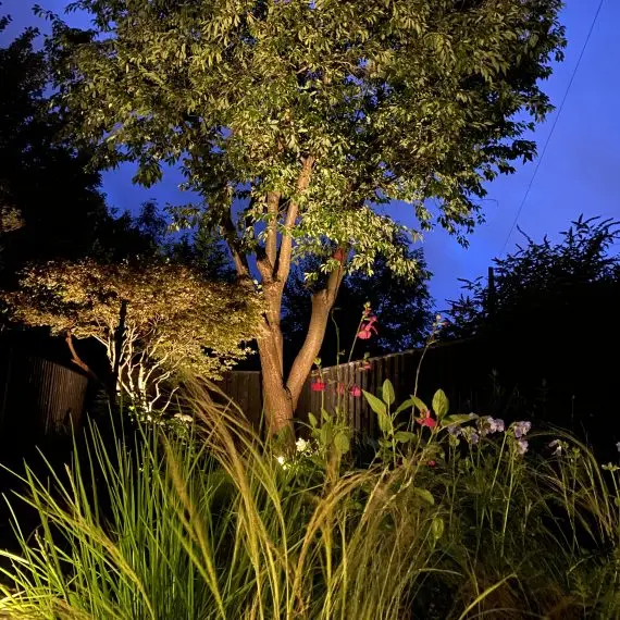 Cherry and Acer up lit