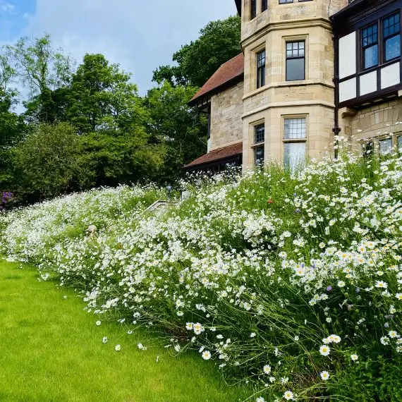 Pictorial Meadows perennial turf