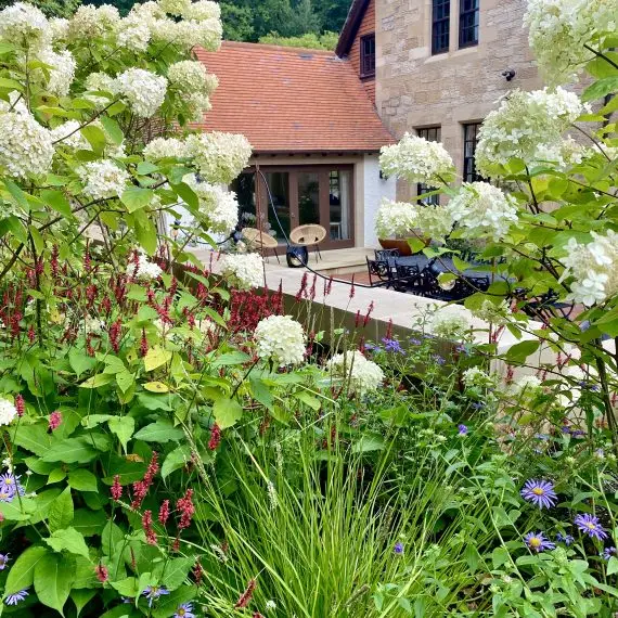 Hydrangea Limelight