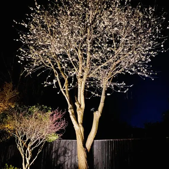 Cherry tree in blossom, uplit