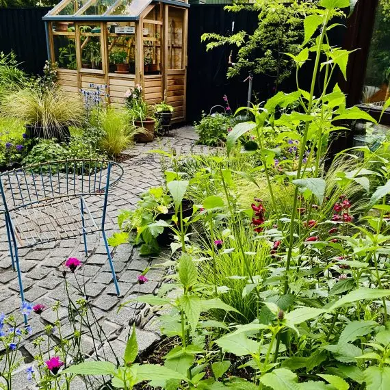 The greenhouse, before its sauna reincarnation