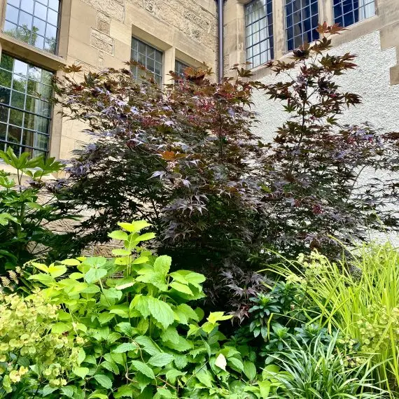 Acer Palmatum Bloodgood
