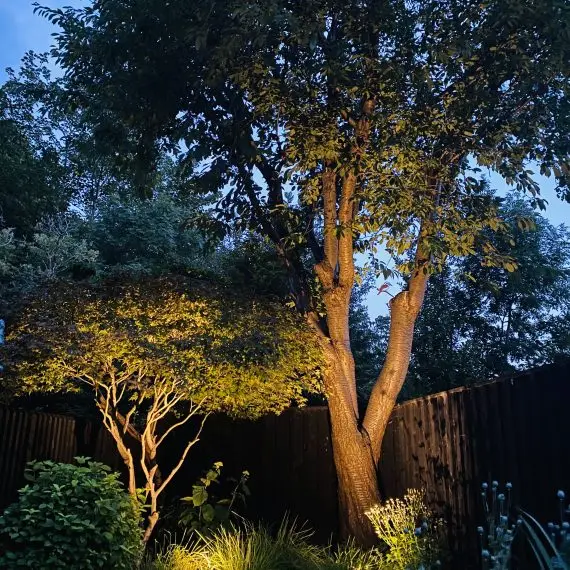 Shandon garden at night