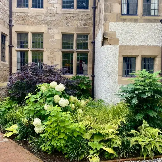 Shade tolerant planting on north side of house